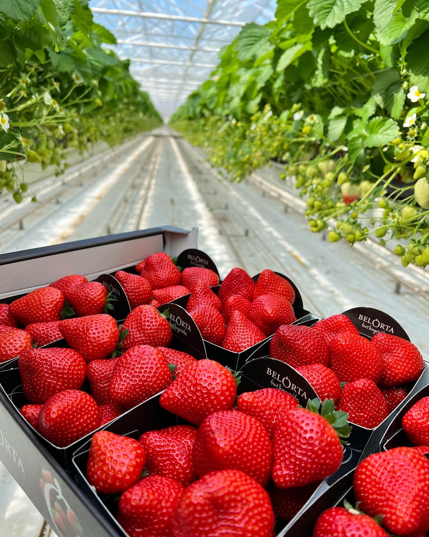 Linkertse Aardbeien 1