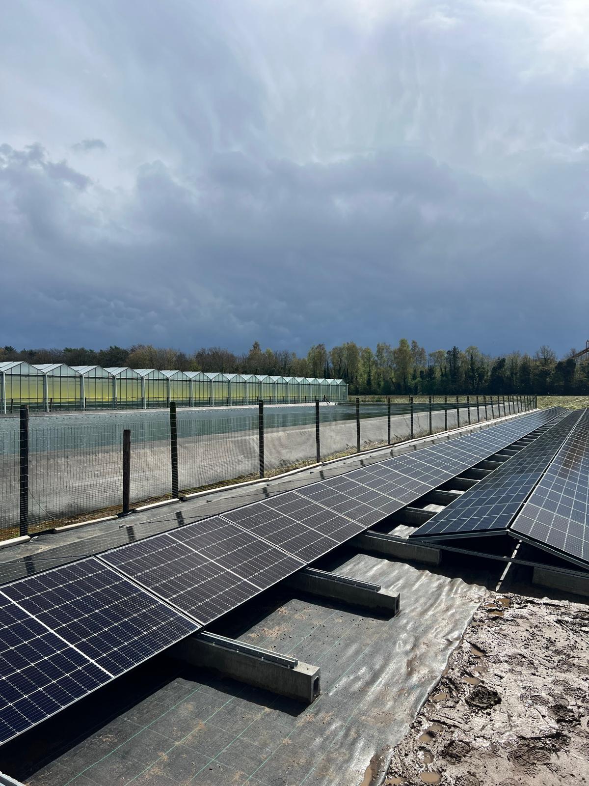 Linkertse Aardbeien 10