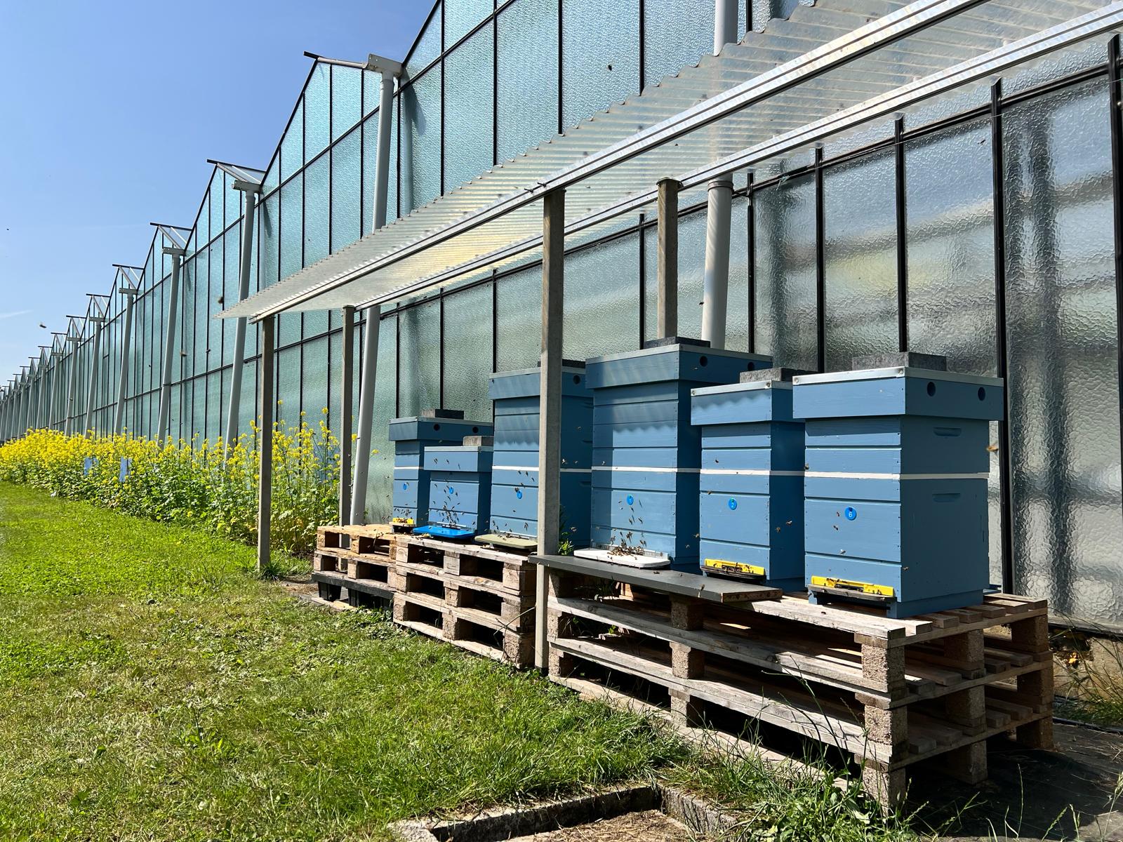 Linkertse Aardbeien 11