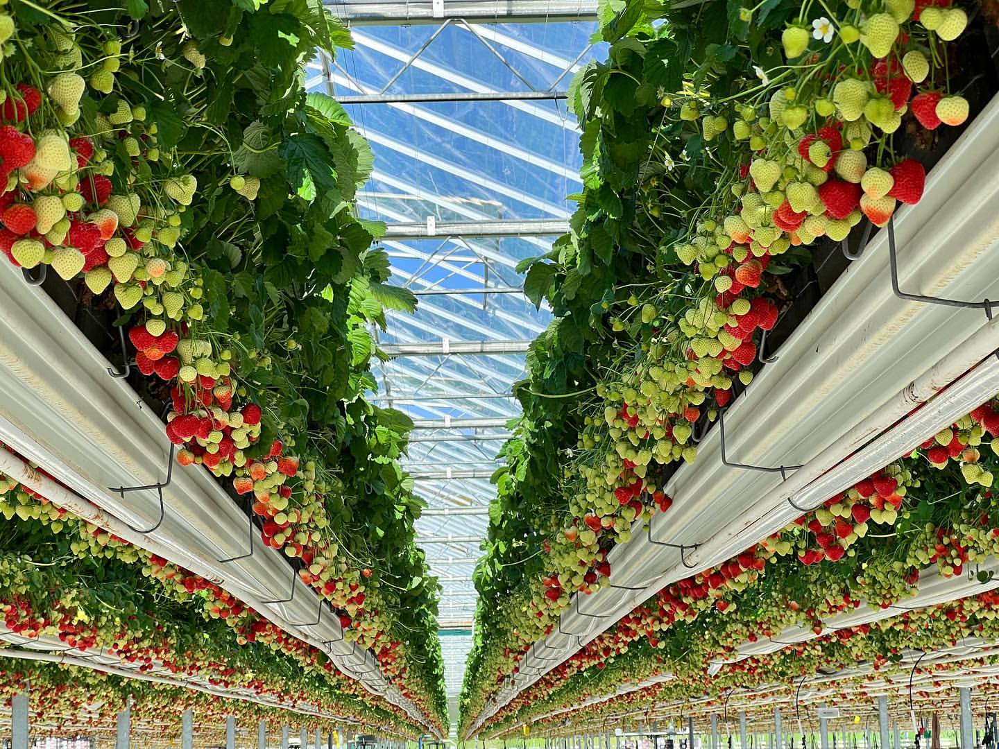 Linkertse Aardbeien 2