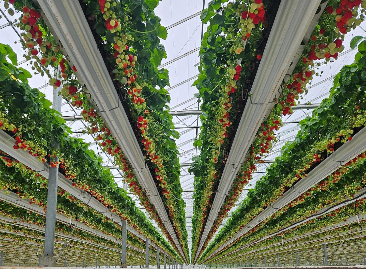 Linkertse Aardbeien 4