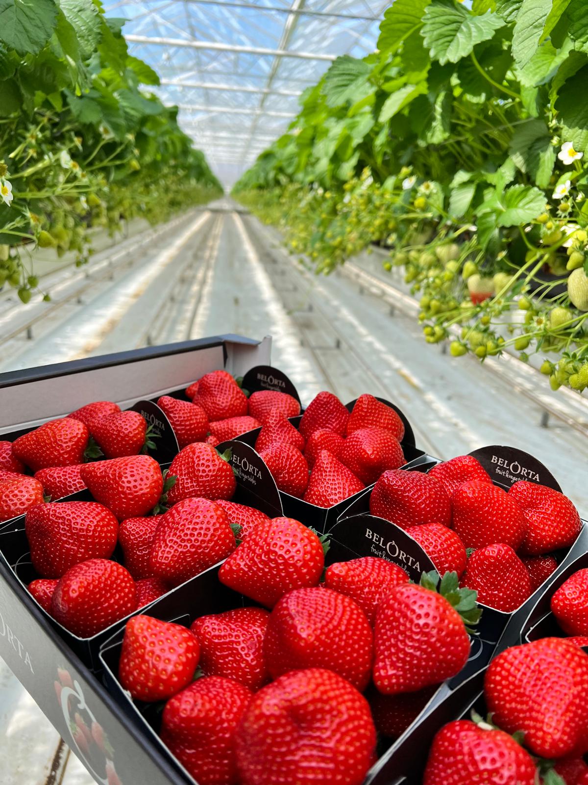 Linkertse Aardbeien 6