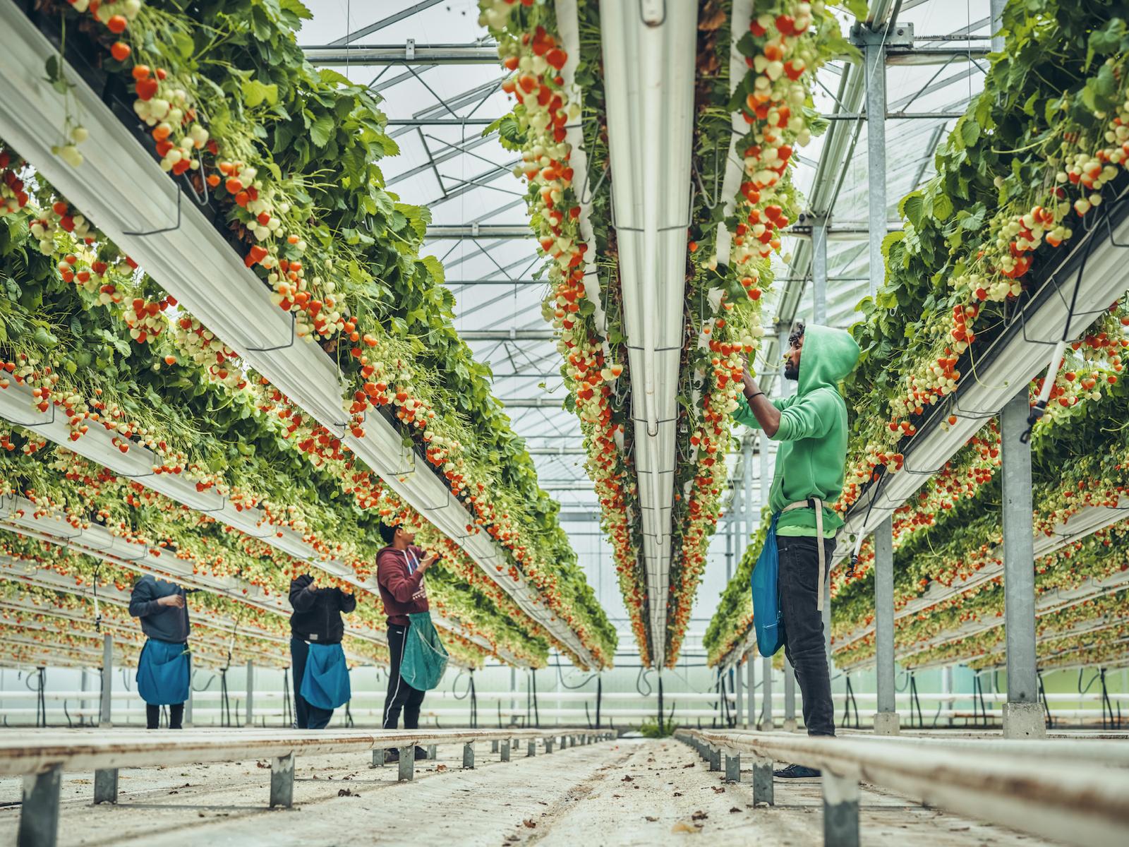 Linkertse Aardbeien 7