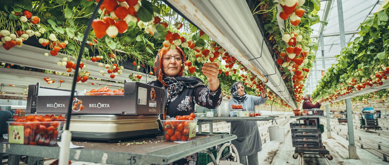Linkertse Aardbeien 8